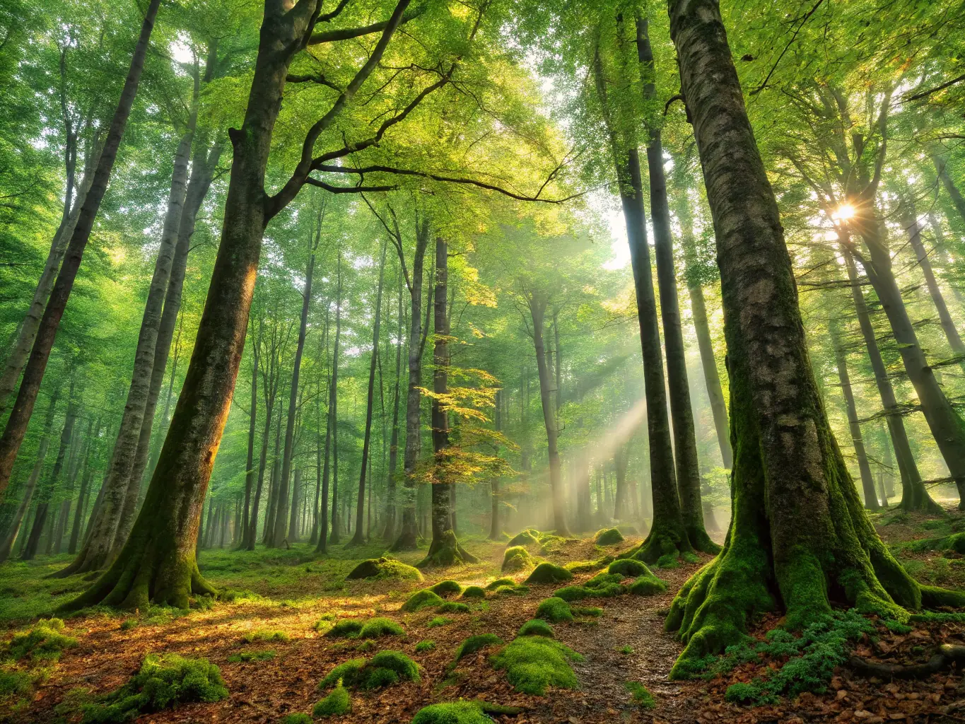 A lush forest with diverse plant life and a clear stream flowing through it, symbolizing ecosystem restoration.